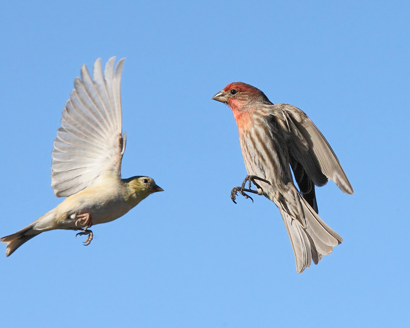 Two Finches, Coming and Going (4031)