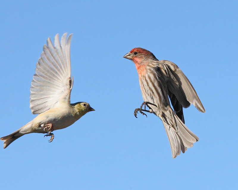 Birds -- March 2012