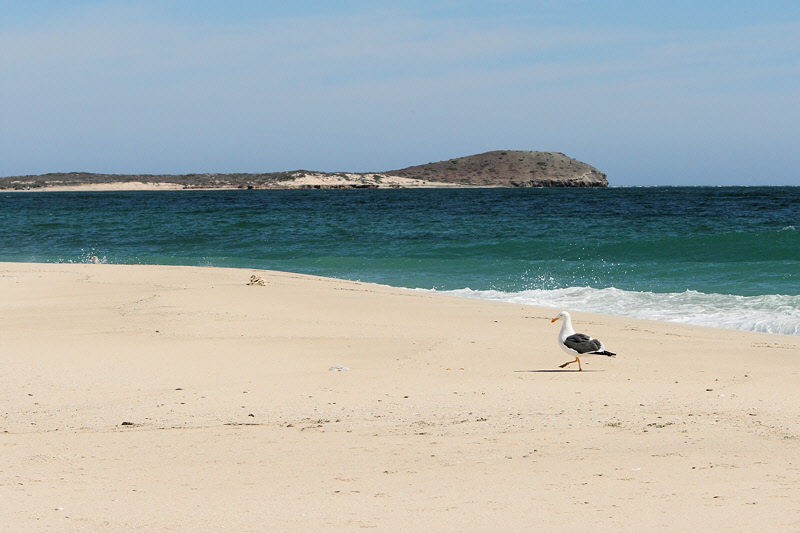 A Walk on the Beach (9705)