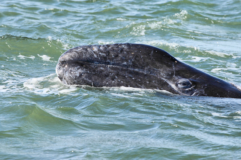 Baby Gray Whale (8290)