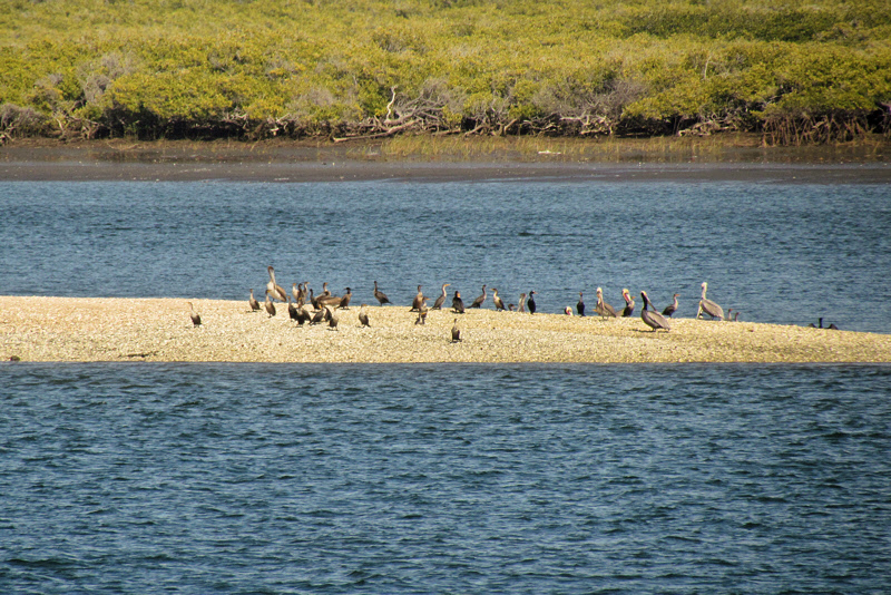 Birds on a Sand Bar (2869X)