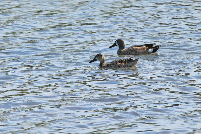 Blue-winged Teal (9118)