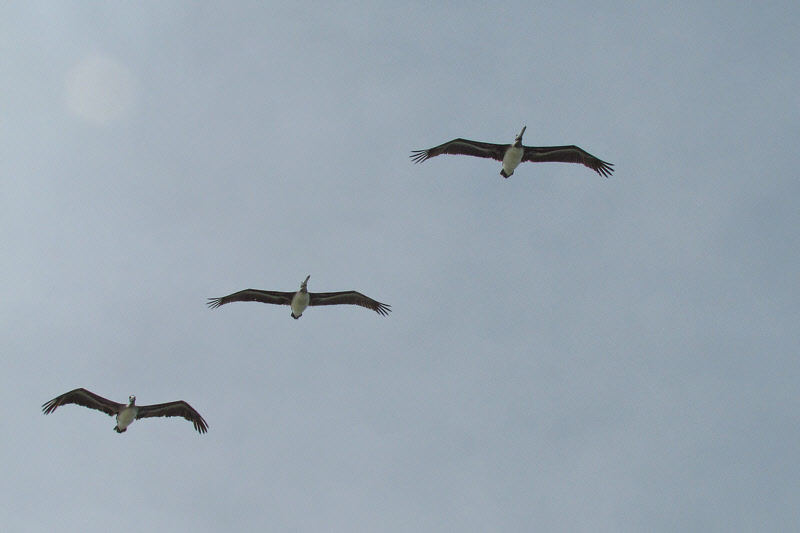 Brown Pelicans (2823X)