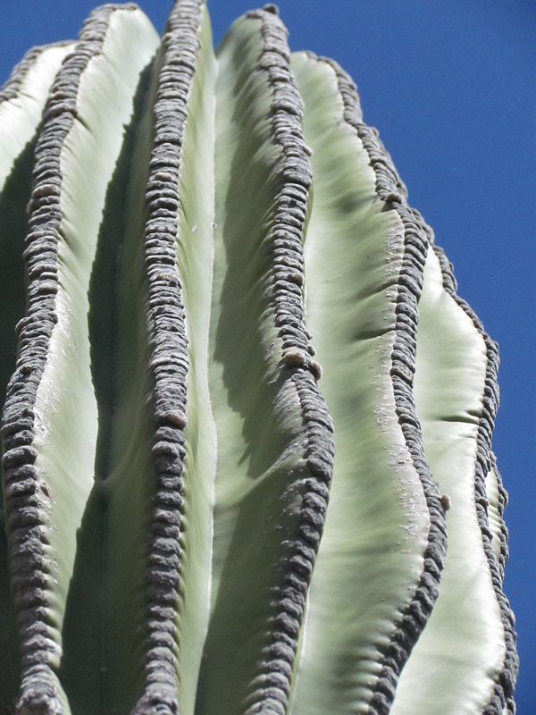 Cactus Meets the Sky (3090X)
