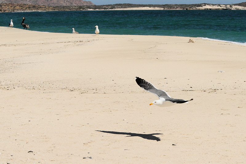 California Gull Flyby (9695)
