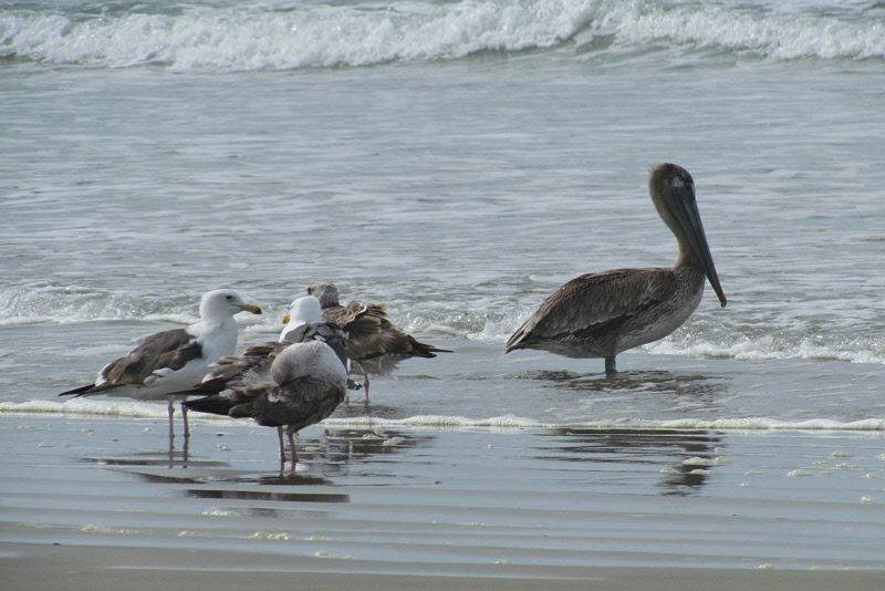 California Gulls and a Pelican (2832X)