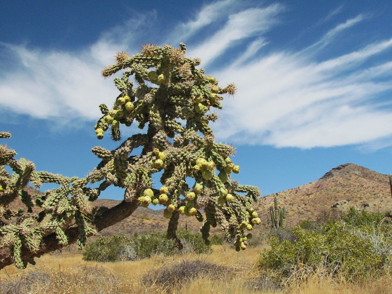 Cholla Cactus (3086X)