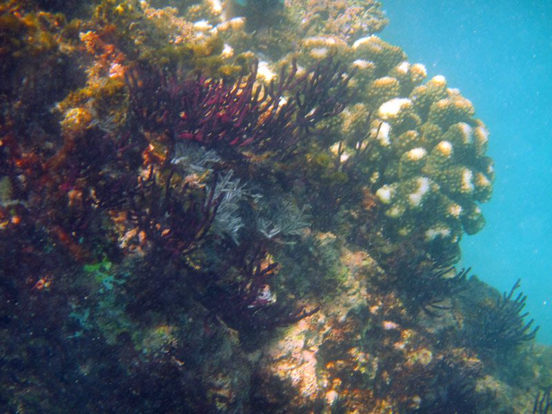 Coral Reef (2816U)