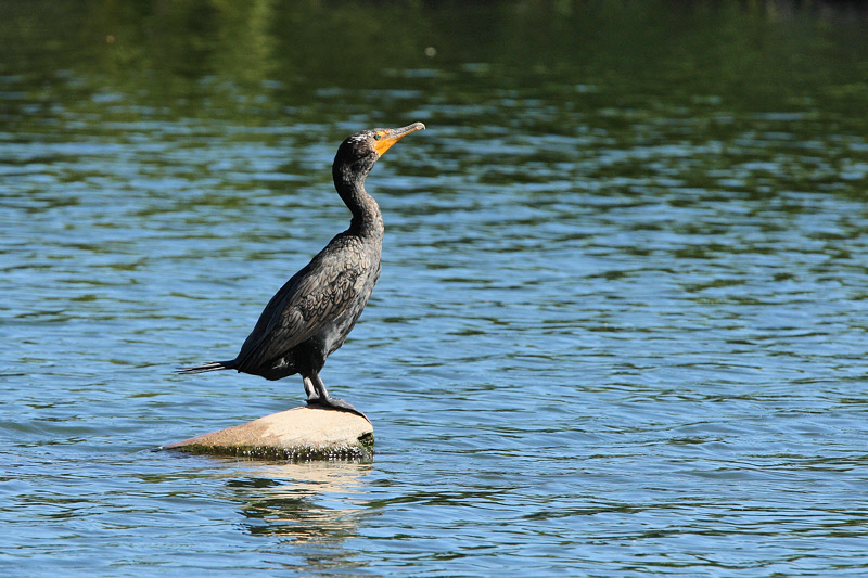 Crested Cormorant (9176)