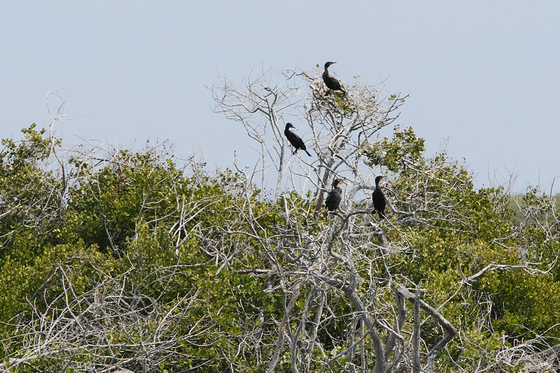Crested Cormorants in the Mangroves (7601)
