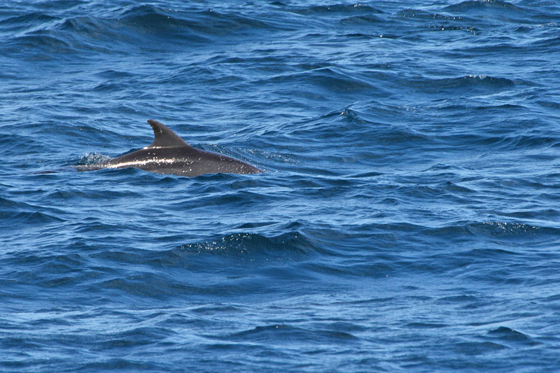 Dolphin following us (9402)