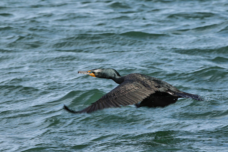 Double-crested Cormorant (8367)