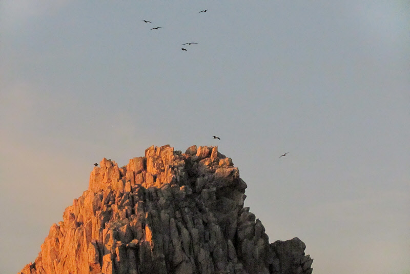 Frigatebirds Circling Land's End (3030X)