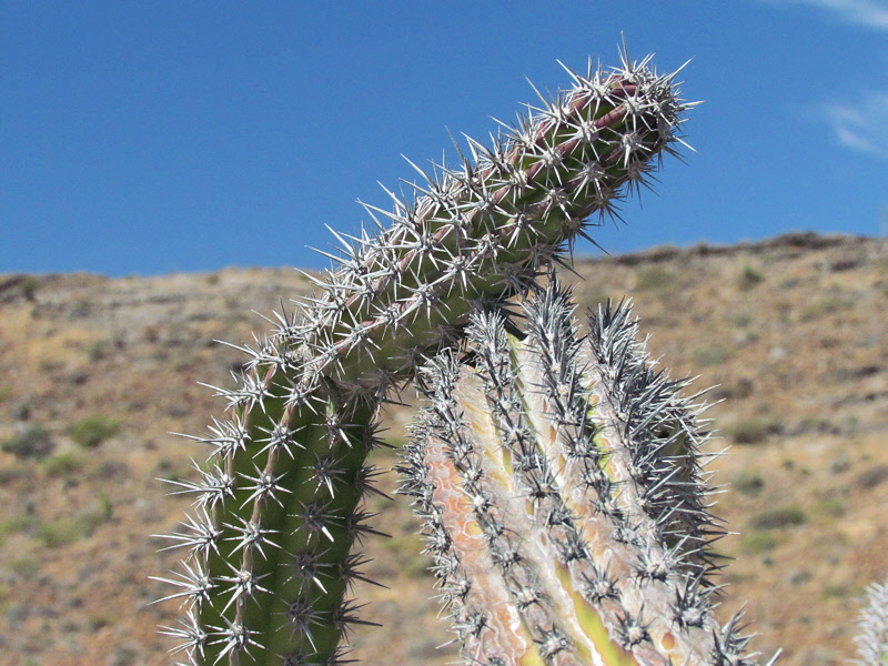 Galloping Cactus Closeup (3083X)