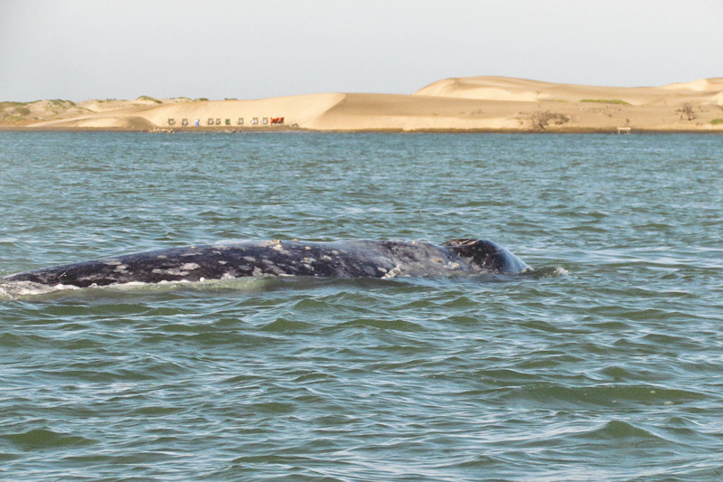 Gray Whale (2894)