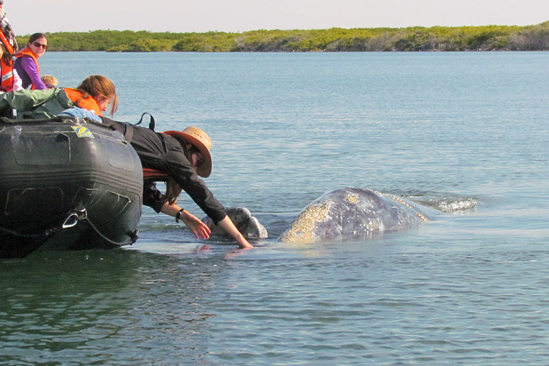 Gray Whale Mother and Calf (2964X)