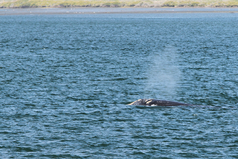 Gray Whale Sighting (7683)