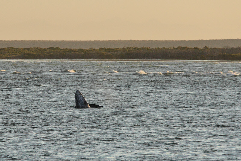 Gray Whale Spy Hopping (7860)