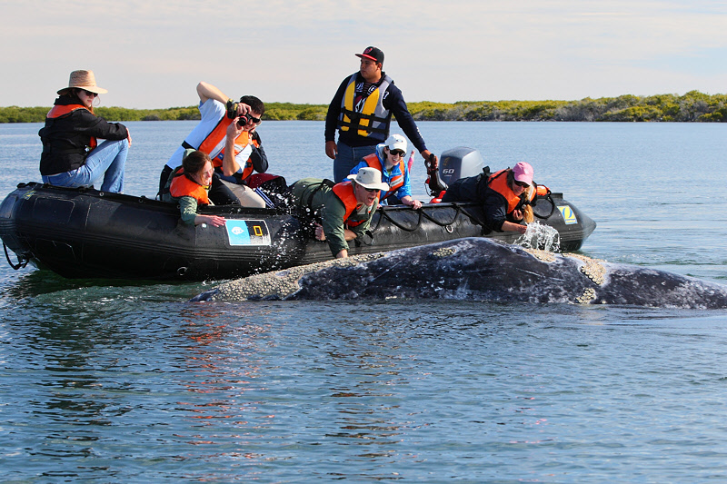 Gray Whale Visit (8578)