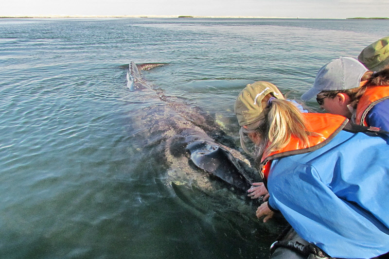 Gray Whale Visitation (2971X)