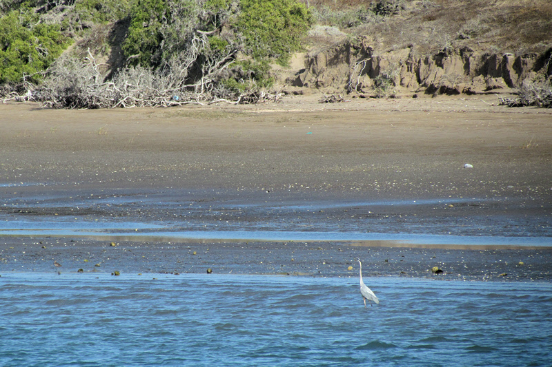 Great Blue Heron at Low Tide (2876X)
