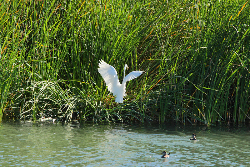 Great Egret (9131)