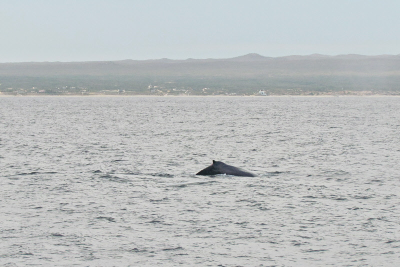 Humpback Whale (3059X)