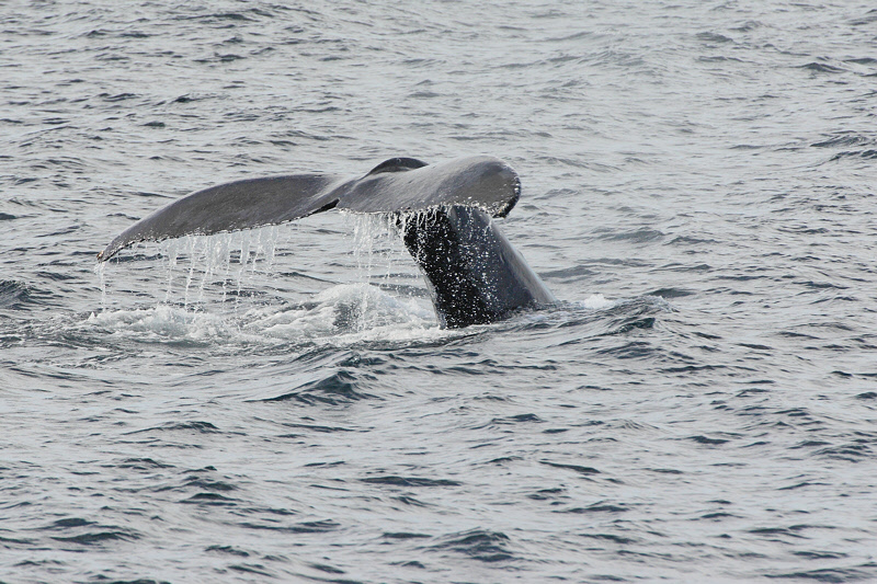 Humpback Whale Diving (9562)