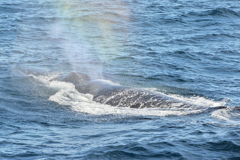 Humpback Whale Sighting (9502)