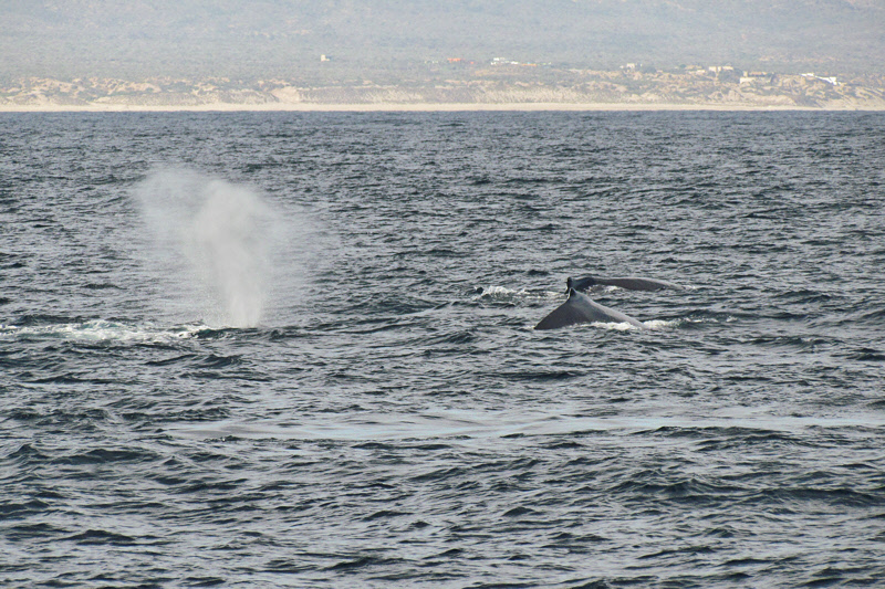 Humpback Whales (3070X)
