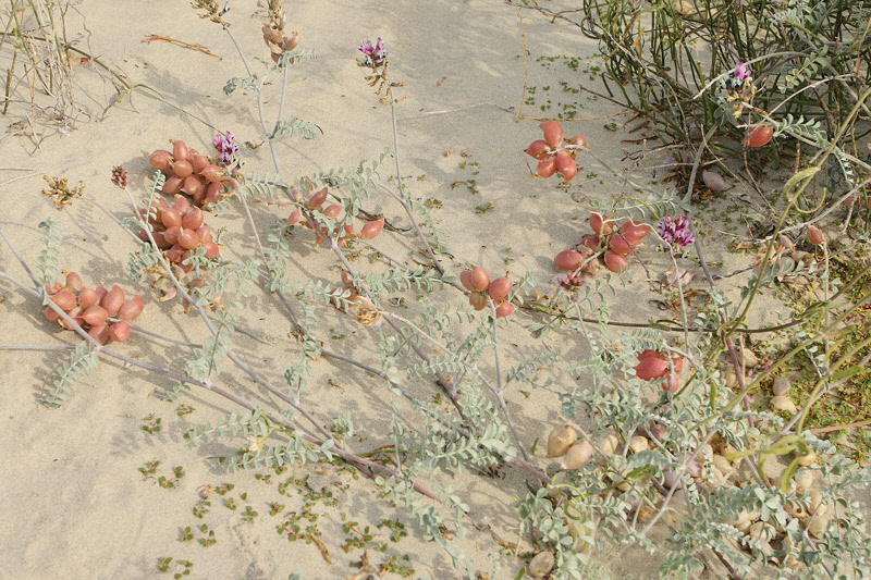 Locoweed, Astragalus magdalenae (7479)