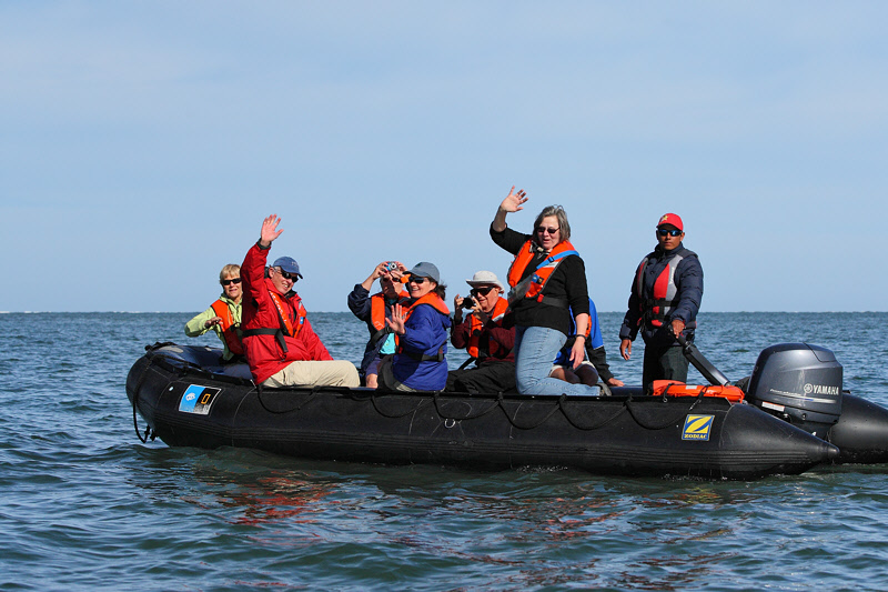 Looking for Gray Whales (8014)