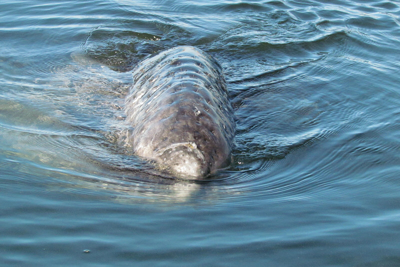 Mama Whale Lifting Baby (2954X)