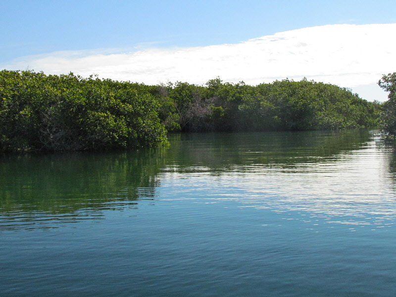 Mangroves (2998X)