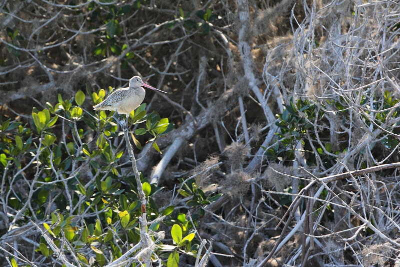 Marbled Godwit (8828)