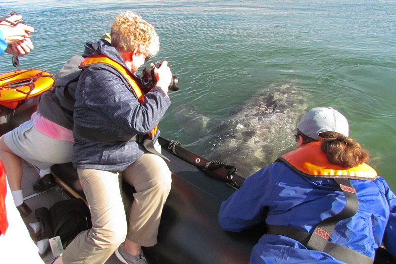 Margaret sees a Whale (2953X)