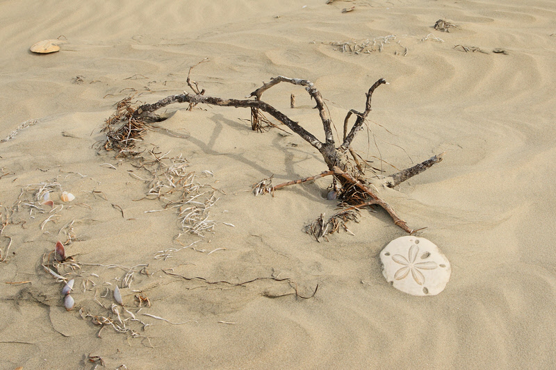 On Sand Dollar Beach (7514)