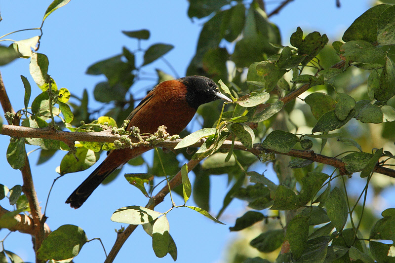 Orchard Oriole (9330)