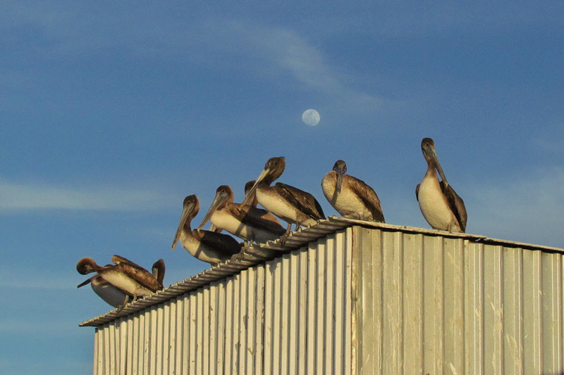 Pelicans at the Dock (2799X)