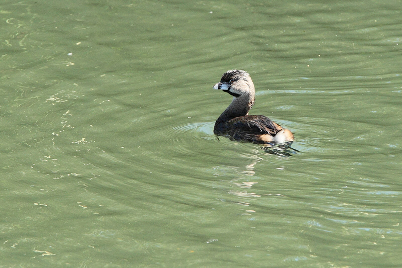 Pied-billed Grebe (9322)