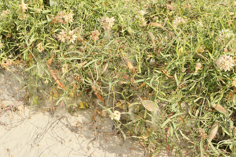 Rambling Milkweed, Sarcostemma hirtellum (7481)