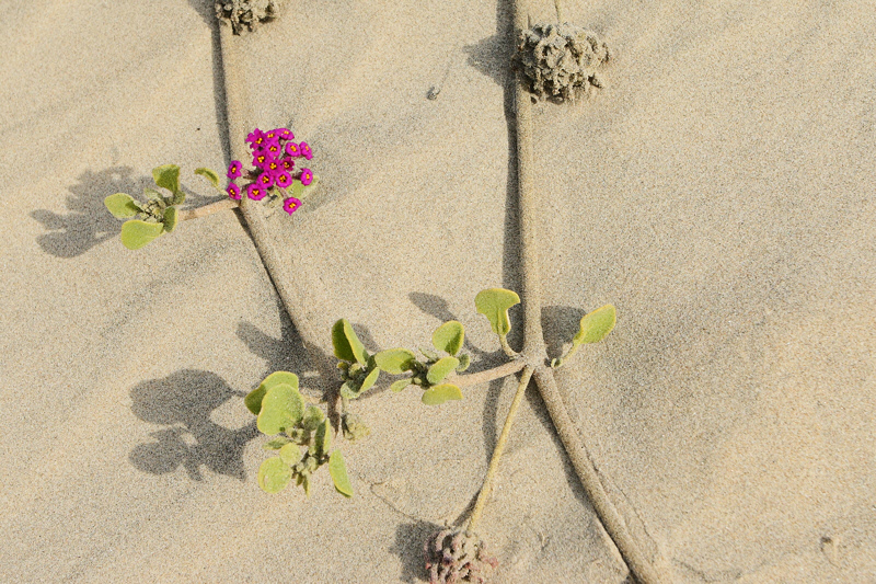 Red Sand Verbena, Abronia maritima (7484)