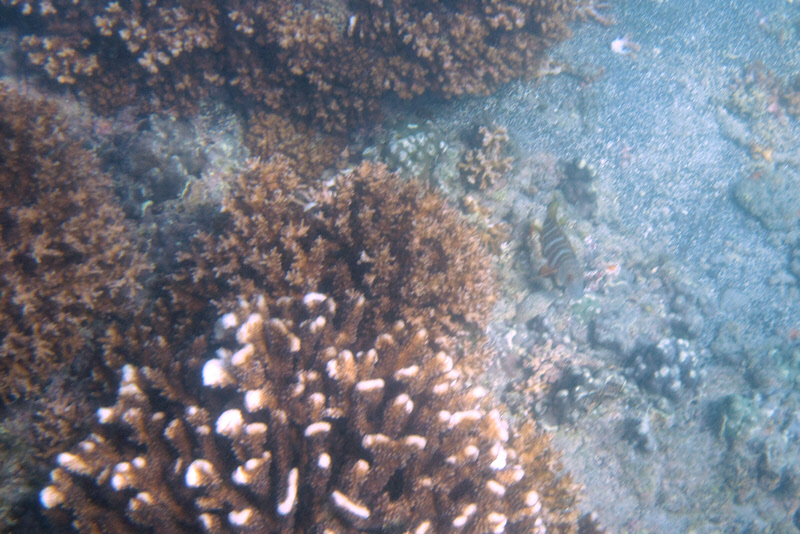 Reef Fish (2796U)