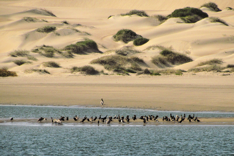 Sand Bar and Sand Dunes (2861X)