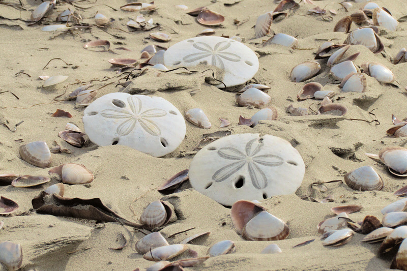 Sand Dollars on the Beach (2810X)