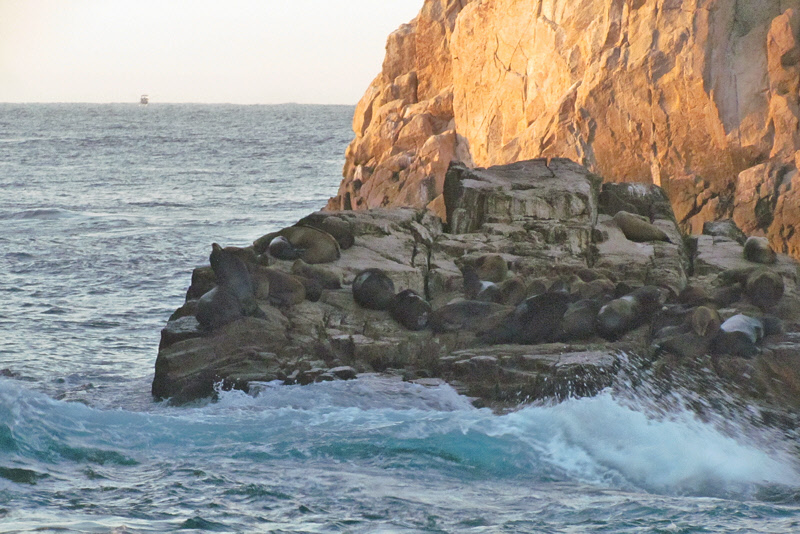 Sea Lions at Land's End (3037X)