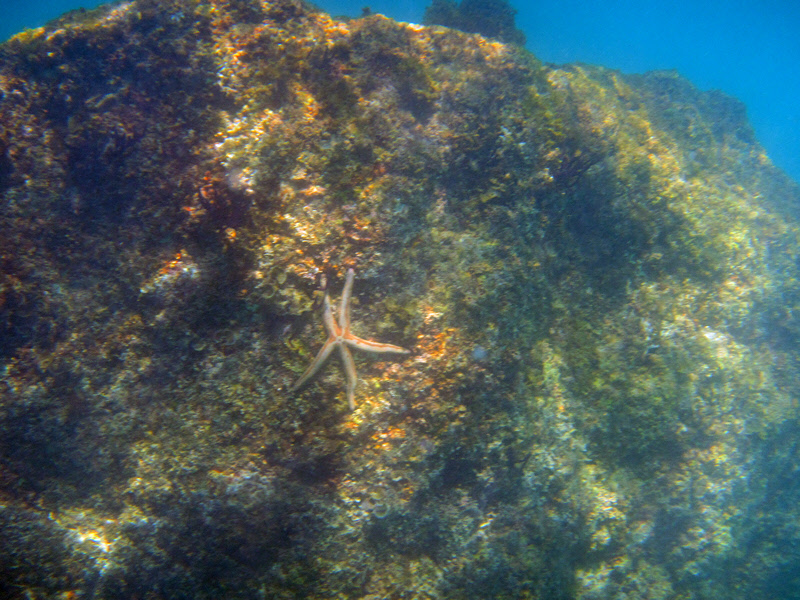 Sea Star on Reef (2839U)