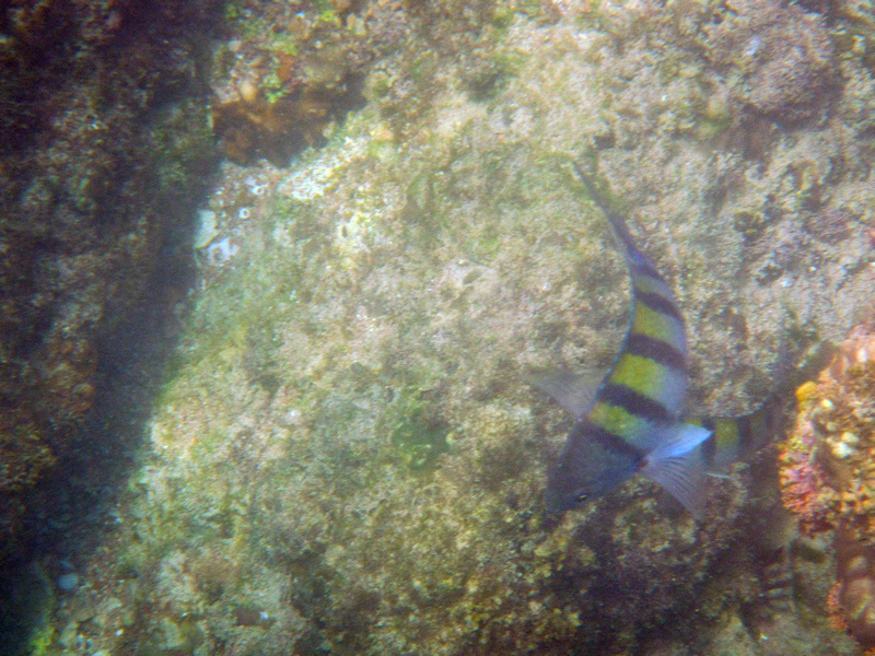 Sergeant Major Damselfish (2815U)