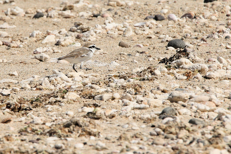 Snowy Plover (9686)