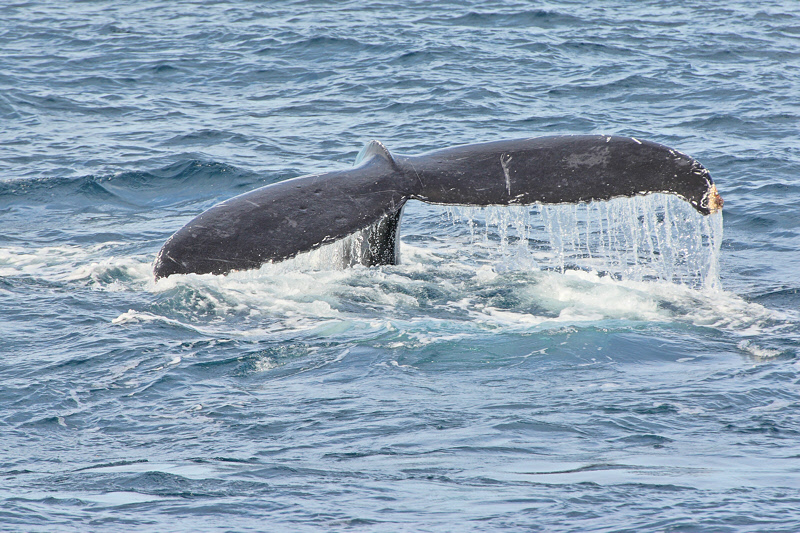 The Tail of the Whale (9539)